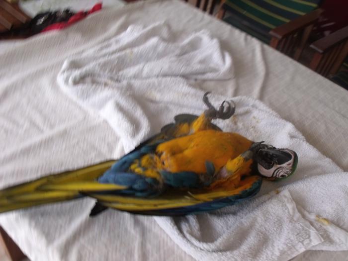HANDREARED BLUE & GOLD MACAW