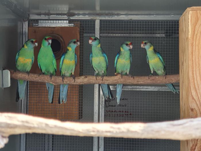 Mallee Ringnecks - Young DNA sexed pairs