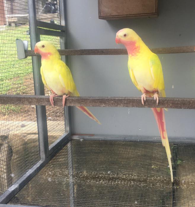 2020 BRED PRINCESS PARROT MUTUATIONS
