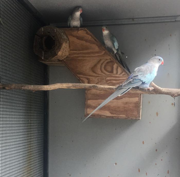 2020 BRED PRINCESS PARROT MUTUATIONS