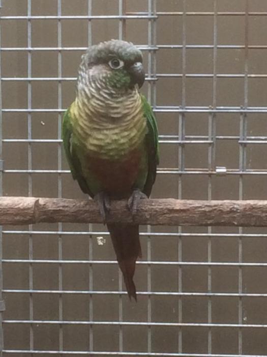 Green Cheeked Conure Male