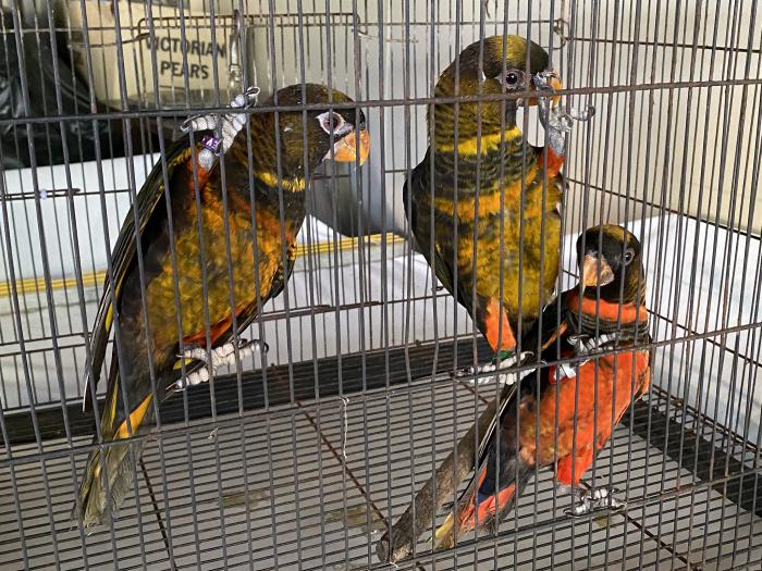 Dusky red and yellow,male and female 