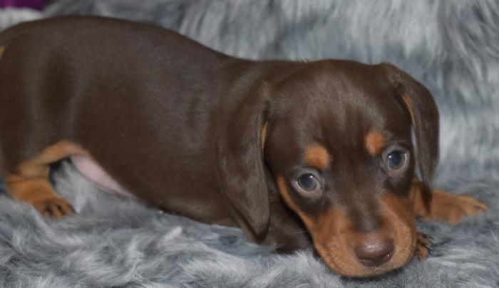 Dachshund Mini Puppies Dogs for Sale & Free to a Good