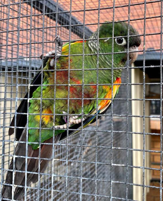 fiery shouldered conures 
