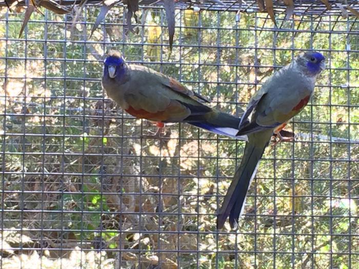 BREEDING PAIR OF RED VENTED BLUE BONNETS.