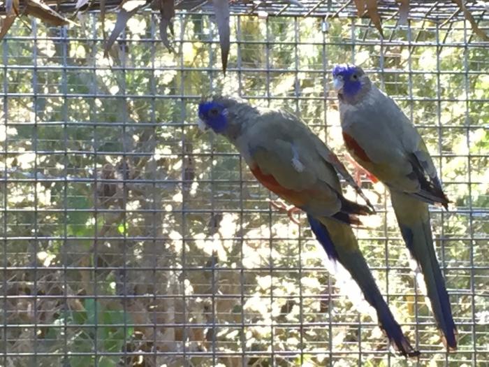 BREEDING PAIR OF RED VENTED BLUE BONNETS.