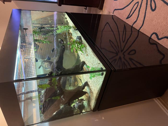 Turtles and turtle tank with cabinet and all equipment 