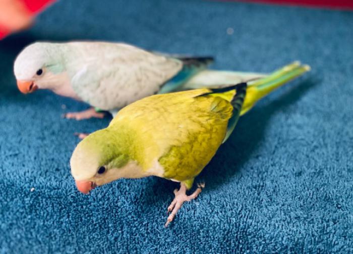Mutation Quaker parrots