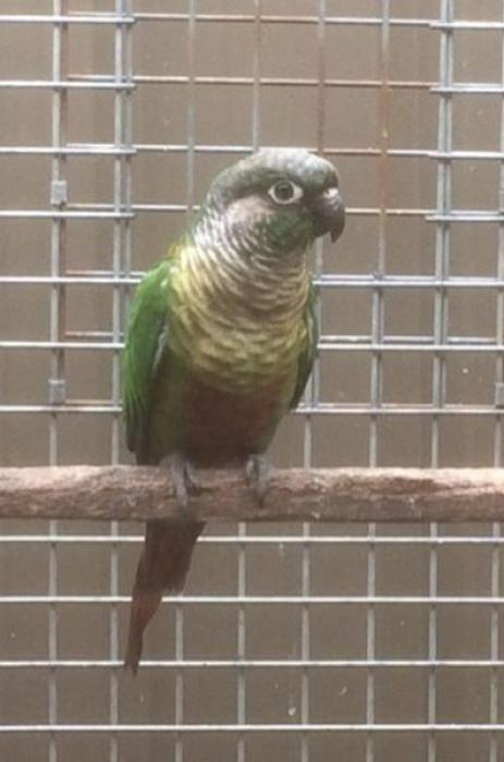 Green Cheeked Conure Male