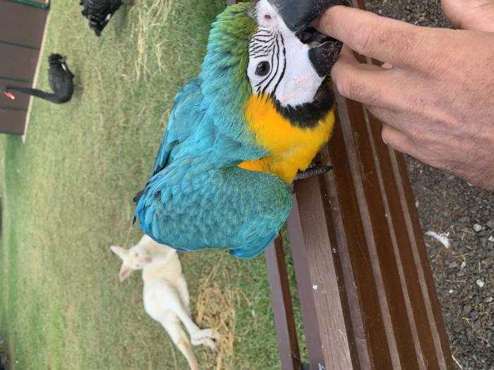 Macaws - handreared.