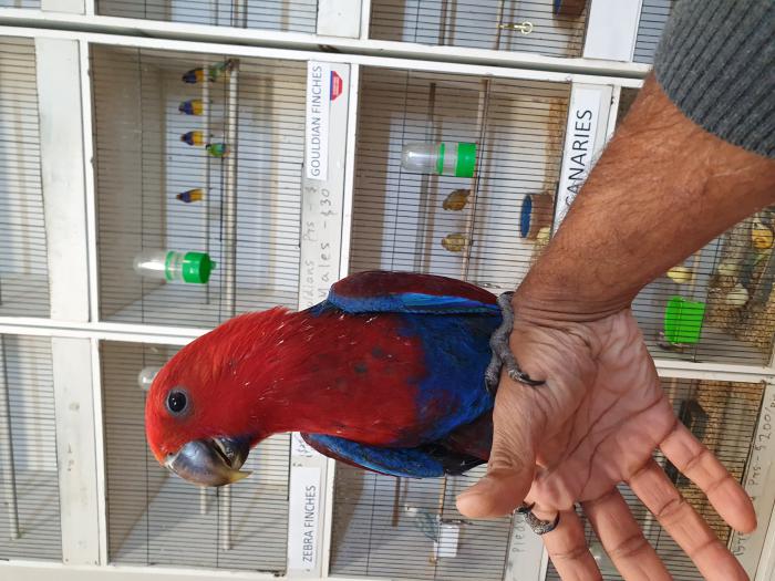 Handraised  baby  Eclectus  parrot 