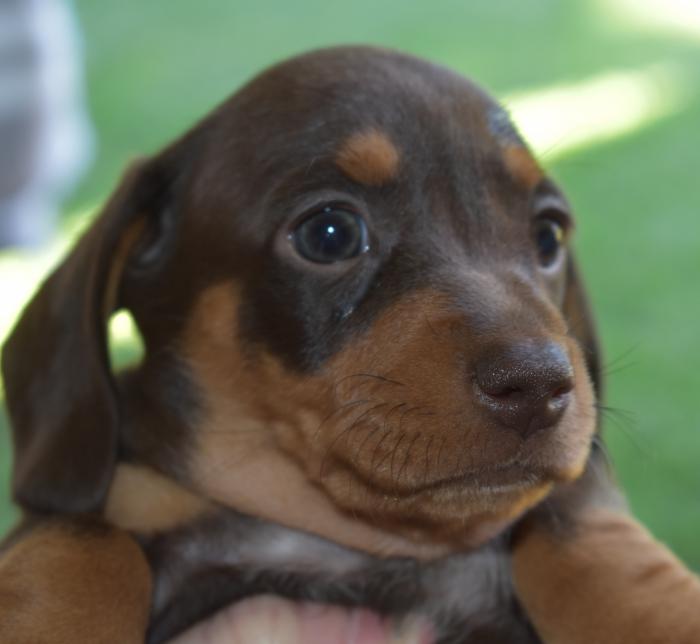 Dachshund Mini Puppies 2500 Dogs for Sale & Free to a