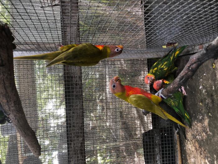 lorikeets for sale