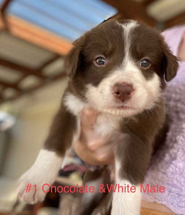 Border Collie Puppies for Sale 