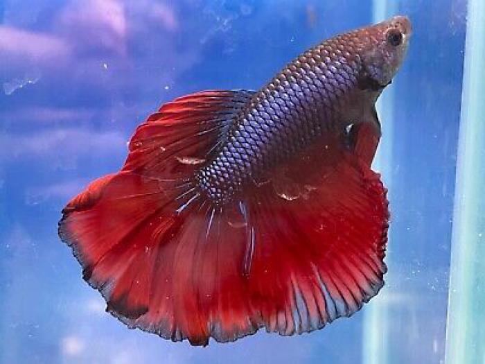 Fighting Fish Special available now at WTFish Aquarium !