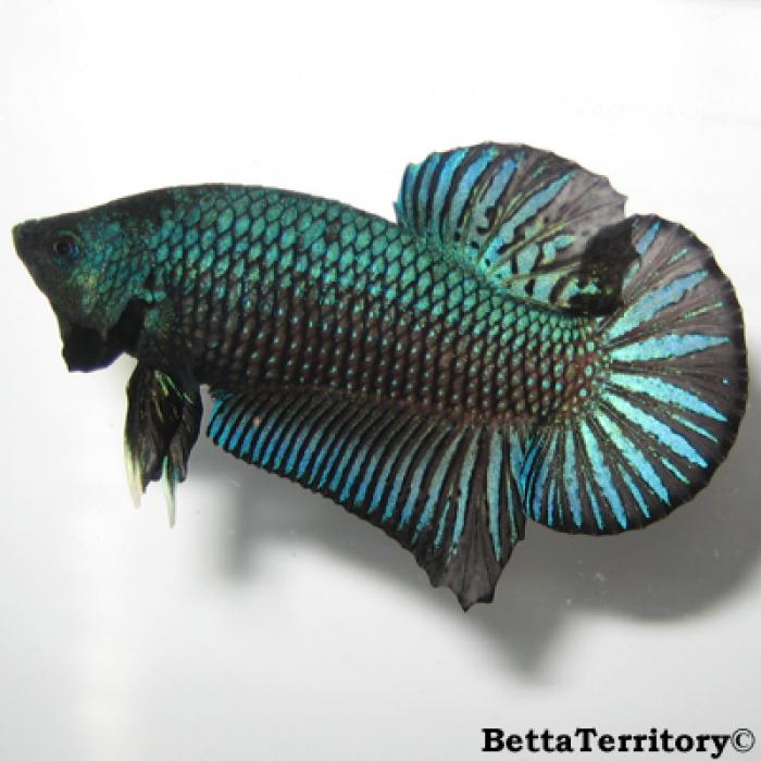 Fighting Fish Special available now at WTFish Aquarium !