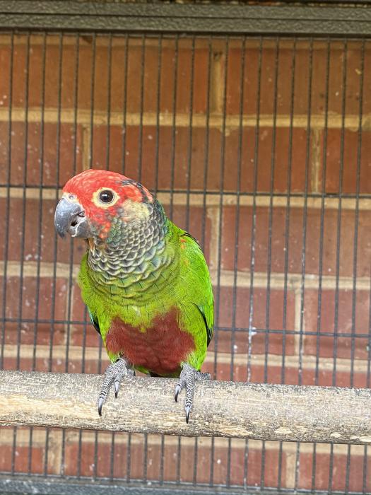 Roseifrons conures 