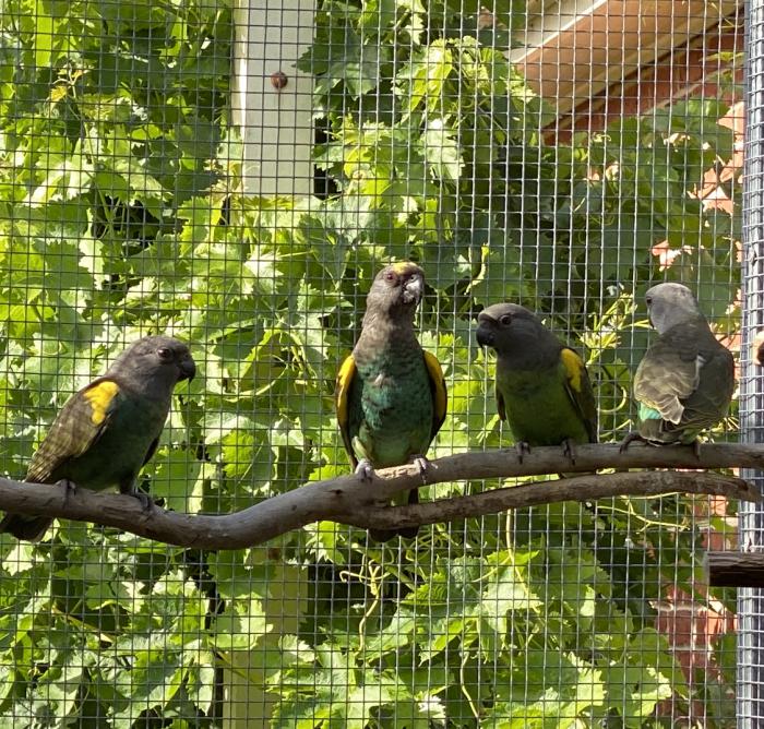 Meyers parrots 