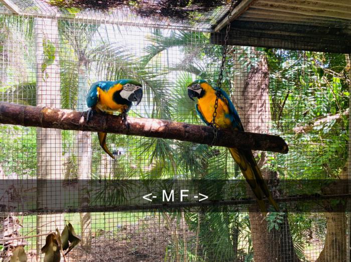Bonded pair blue and gold macaws