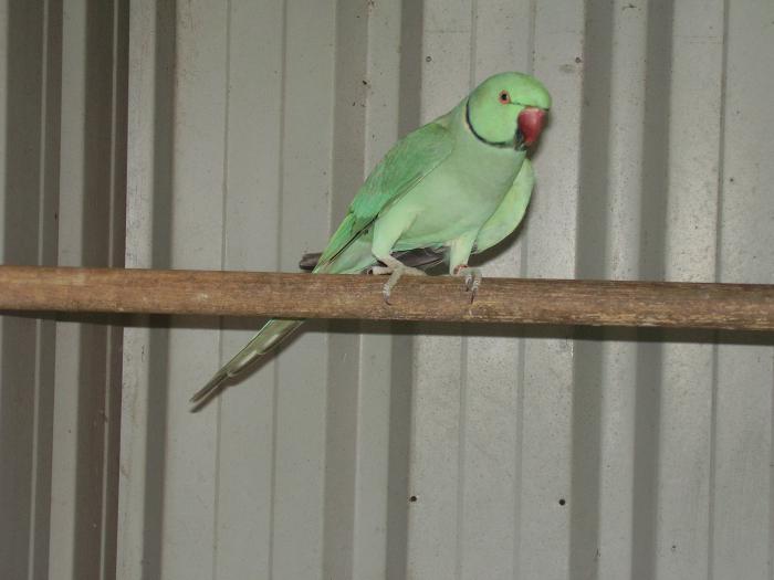 RINGNECKS OPALINE CLEARTAILS, PRICED TO SELL