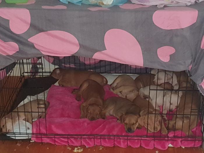 Red American Staffy Pups