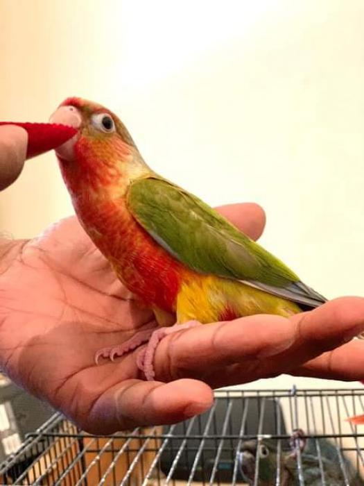 Handraised baby conures at Concord Pets