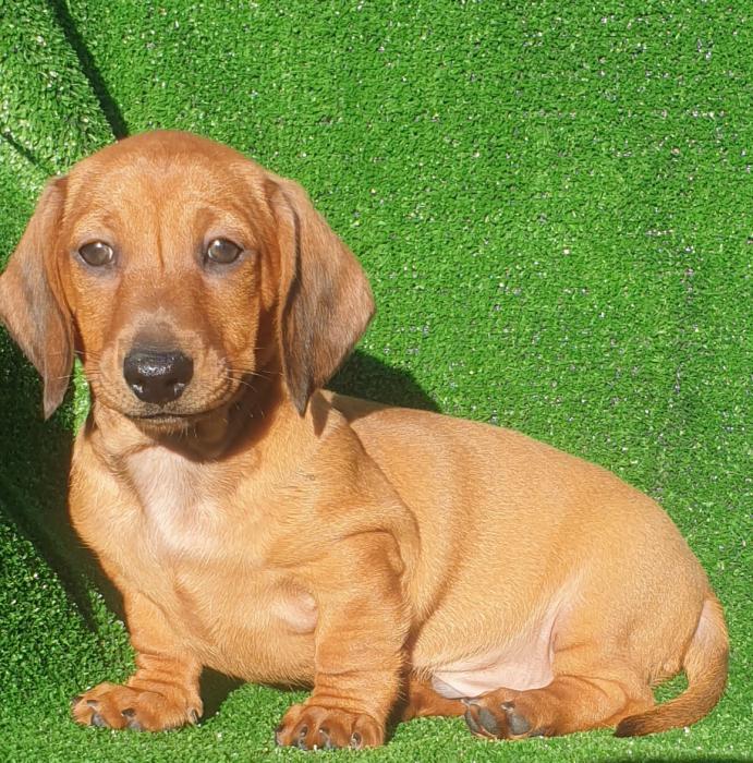 DNA CLEAR mini dachshund puppies 2000 Dogs for Sale