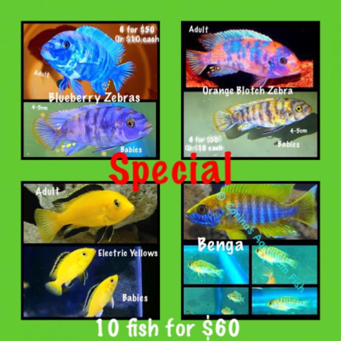 Special  10 Cichlids for $60