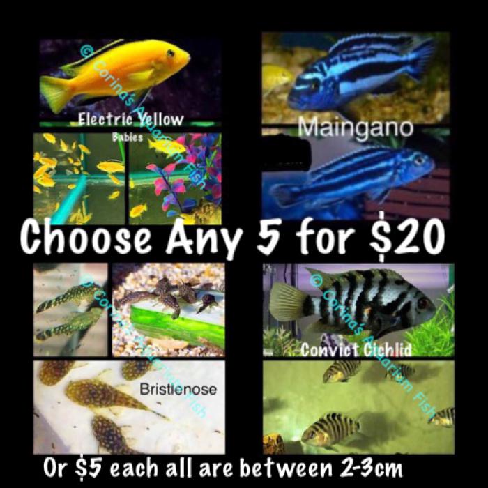 Choose any 5 for $20 Or $5 each