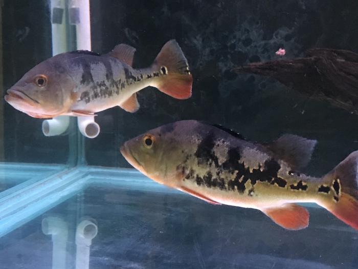 FS: 2 Large Peacock Bass
