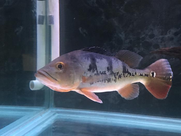 FS: 2 Large Peacock Bass