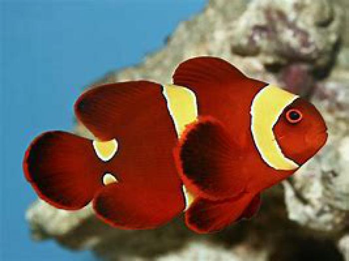 Variety of Clownfish Available now at Sydney City Aquarium!