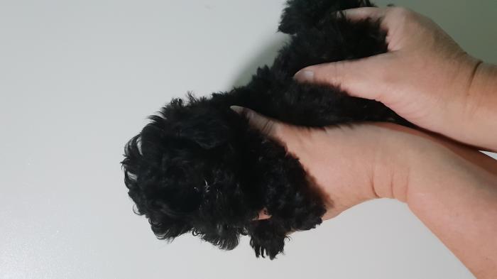 Tinies and Toys. Gorgeous Poodle Babies Ready Now!