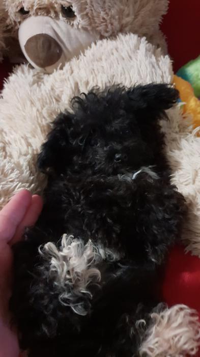 Tinies and Toys. Gorgeous Poodle Babies Ready Now!
