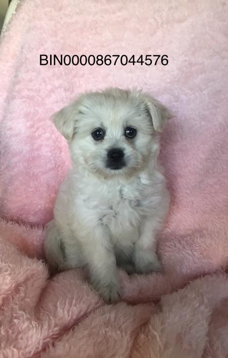 Tiny Maltese Pomeranian female $3250