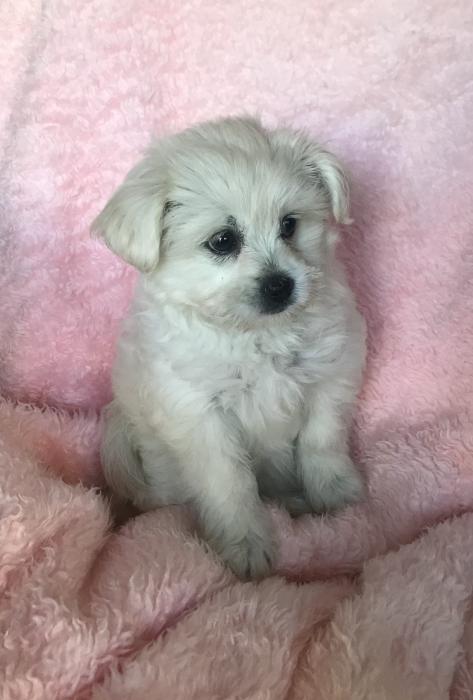 Tiny Maltese Pomeranian female $3250
