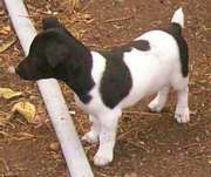 TENTERFIELD TERRIER MALE PUP - STUMPY TAILED - $1650