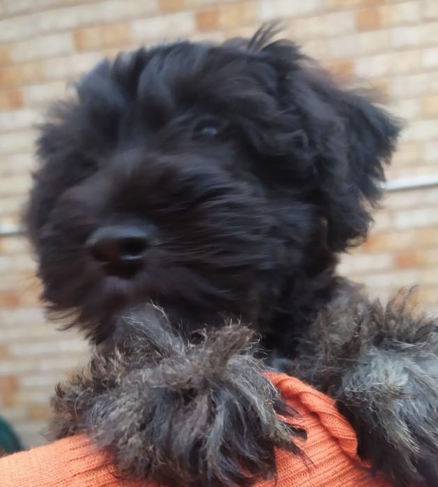 Adorable Schnoodle Pups Ready for their forever families