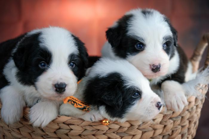 Pedigree Border Collie Puppies