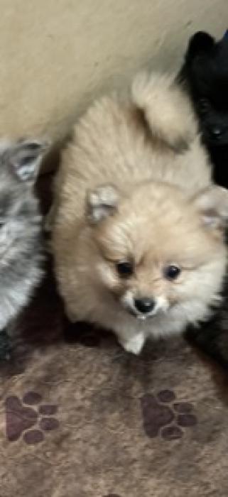Purebred Pomeranian puppies 