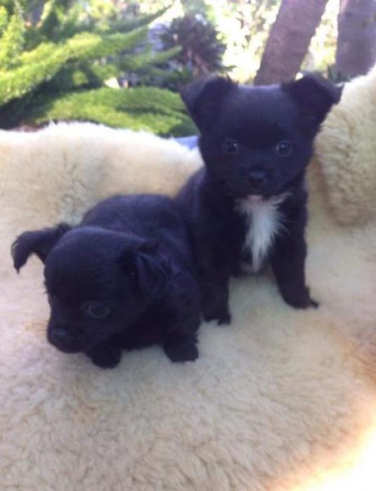 2 male Chihuahua puppies ready to go $1800