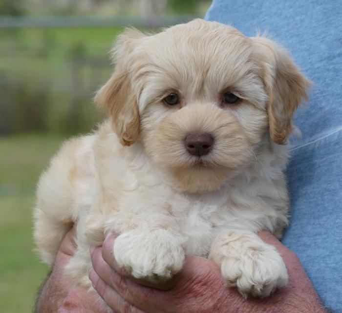 Moodle puppies - Maltese x Poodle PRICE REDUCED 