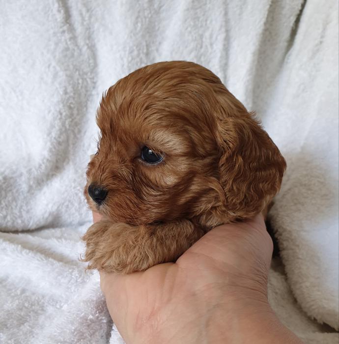 1st generation Toy cavoodle puppies 
