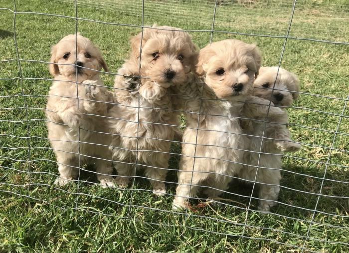 Gorgeous Toy Moodle Puppies