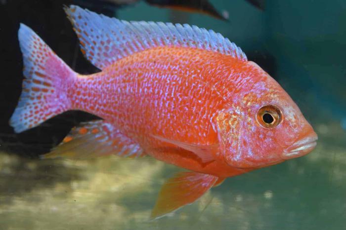 Large Dragon Blood Peacocks On Special now at WTFish!