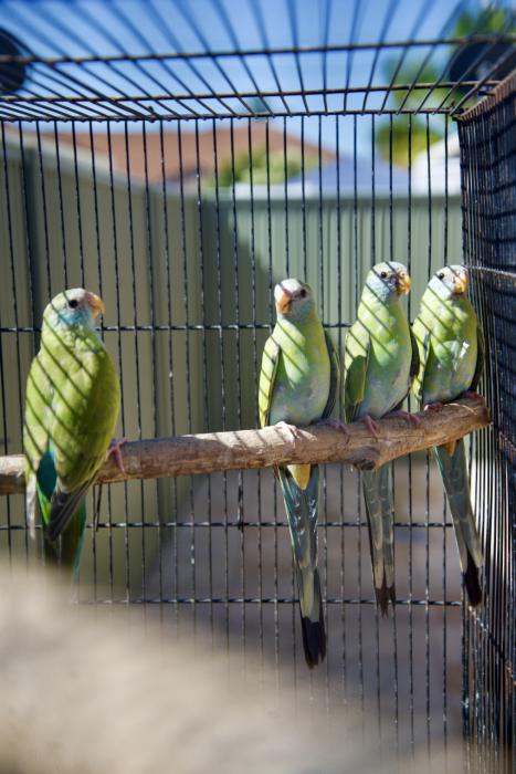2020 HOODED PARROTS  PURE NORMAL HENS