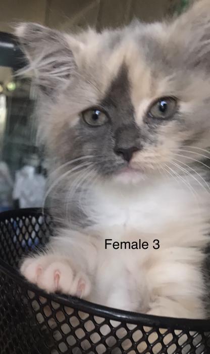 Persian x kittens beautiful markings $395