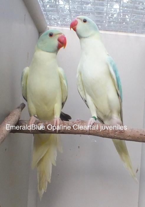 OPALINE & CLEARTAIL COMBINATIONS