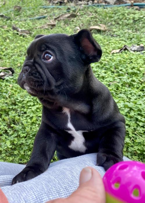 French Bulldog Puppy $3500