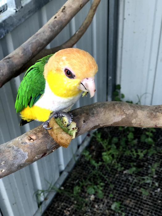 Mature pair of DNAd white bellied caiques $5000